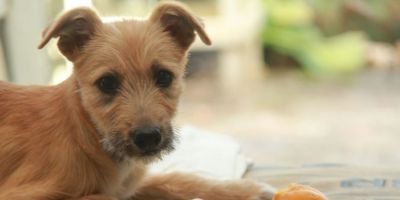 SOS Animais promove Feira de Adoção de Cães e Gatos em Pelotas
