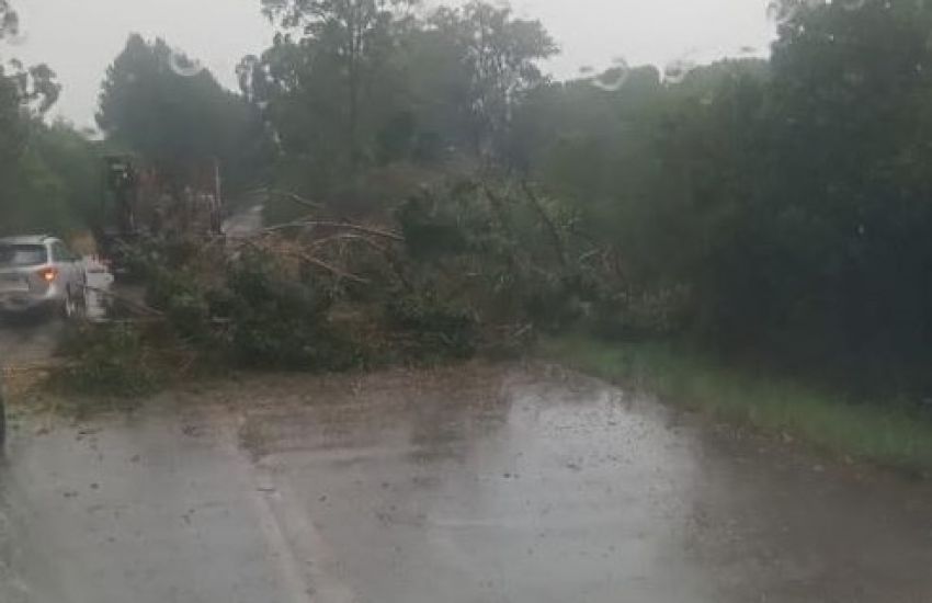 Chuva e vento forte derrubam árvore na RSC-471 em Encruzilhada do Sul 