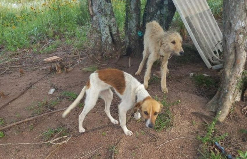 Animais desnutridos e acorrentados são resgatados no interior de Camaquã 