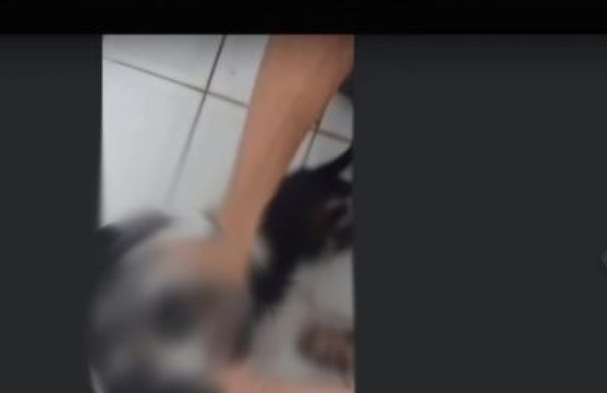 CRUELDADE: adolescente tortura e mata cachorro durante vídeo ao vivo no RS 