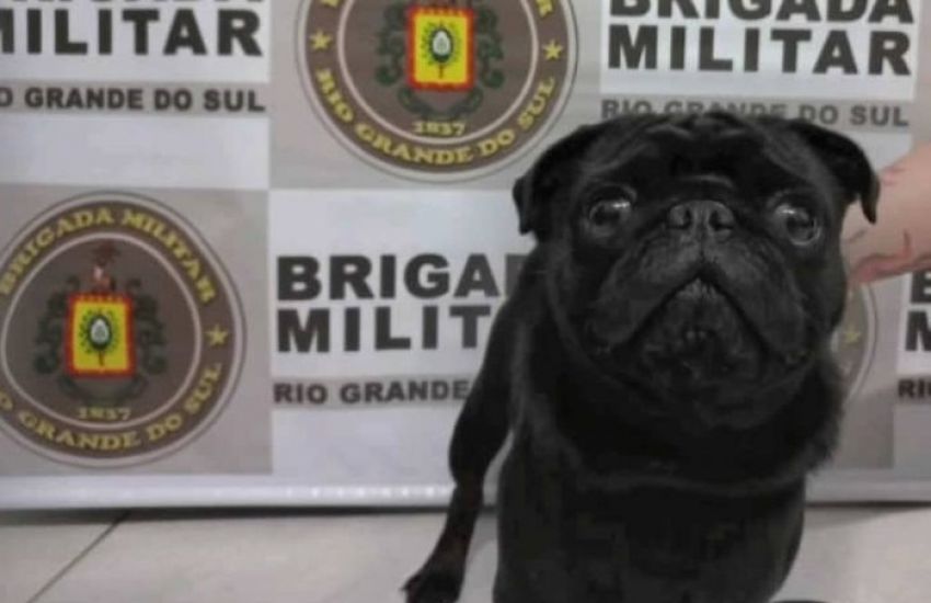 Brigada Militar prende homem que tentava vender cão que se perdeu durante Ano Novo no RS 