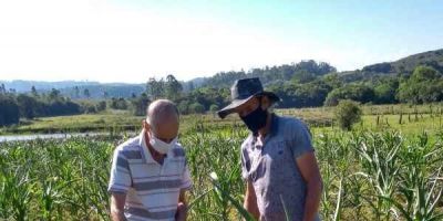 Emater orienta agricultores da região para o controle da cigarrinha do milho