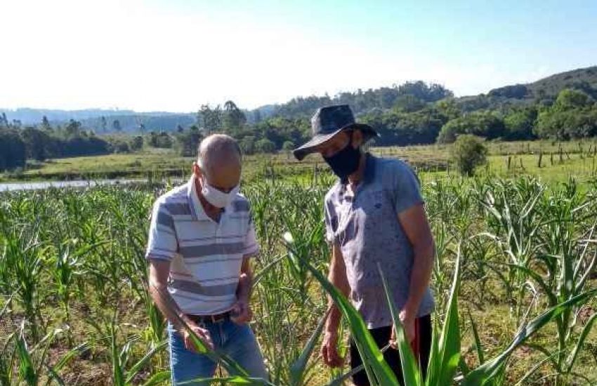 Emater orienta agricultores da região para o controle da cigarrinha do milho 