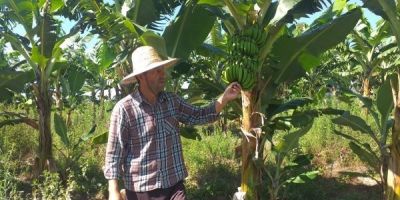 Produtor de Sentinela do Sul investe no cultivo de banana 