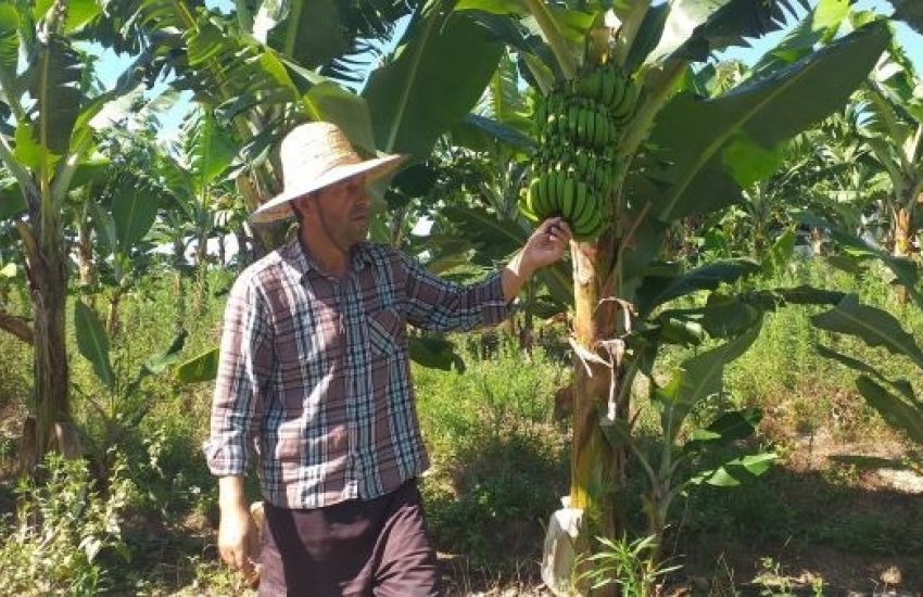 Produtor de Sentinela do Sul investe no cultivo de banana  
