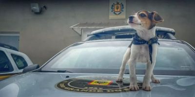 Brigada Militar de Farroupilha adota cachorrinho abandonado