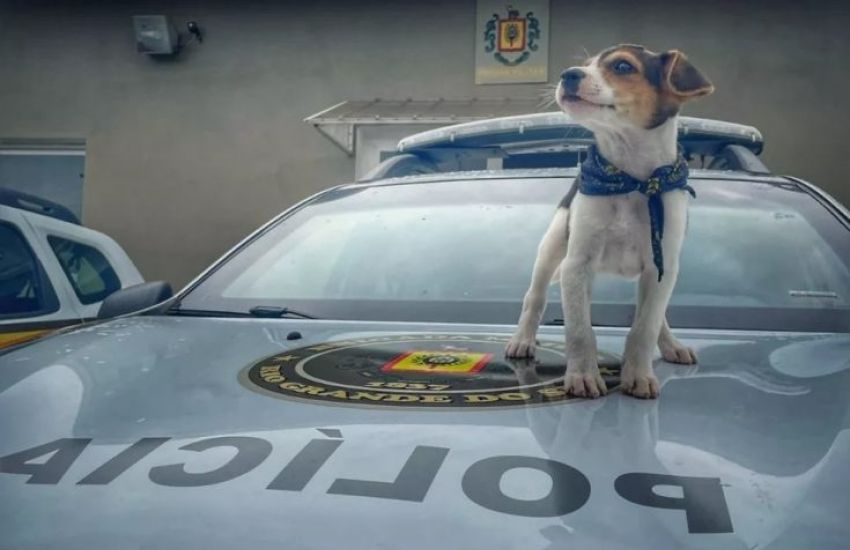 Brigada Militar de Farroupilha adota cachorrinho abandonado 