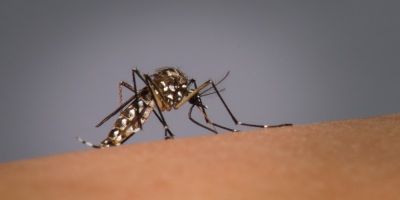 RS confirma 27º óbito por dengue nesta sexta
