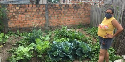 Agricultura Urbana possibilita produção de alimentos de maneira sustentável