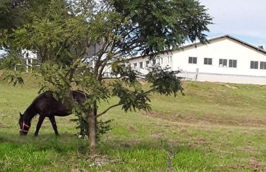 Internauta faz denúncia sobre cavalo solto em Sentinela do Sul 