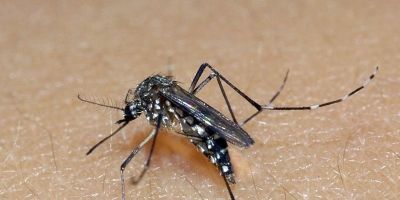 Rio Grande do Sul registra mais três óbitos por dengue