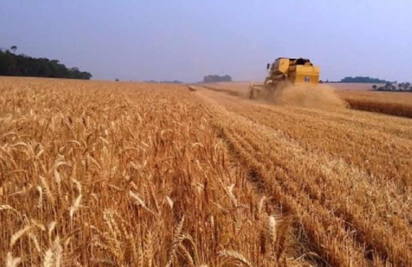 RS poderá ter a maior produção de trigo da história em 2022 