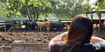 Municípios gaúchos investem em inteligência artificial contra o furto de gado