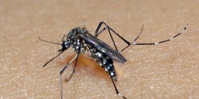 Chega a 56 o número de óbitos por dengue em 2022 no RS