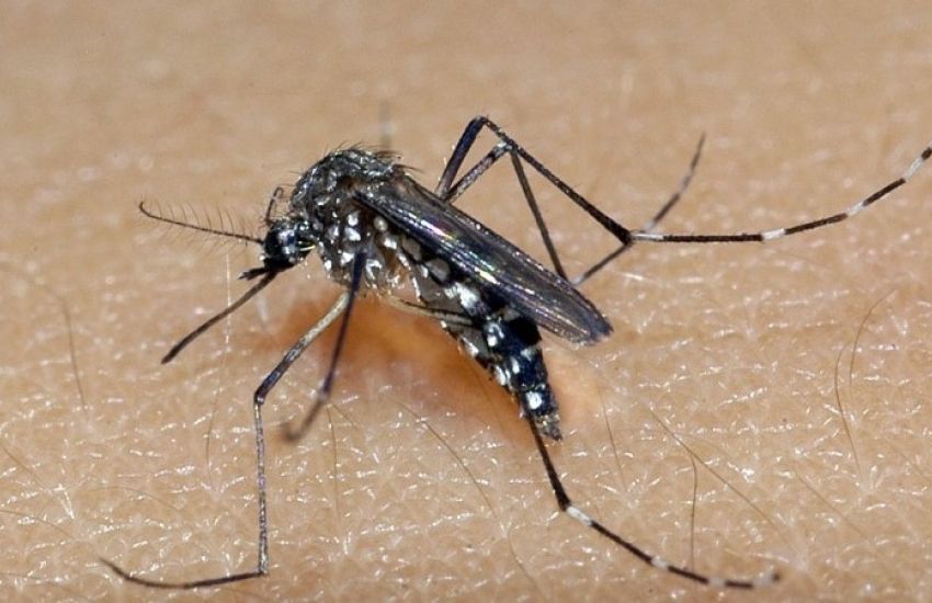 Chega a 56 o número de óbitos por dengue em 2022 no RS 