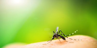 RS chega a 60 mortos por dengue em 2022
