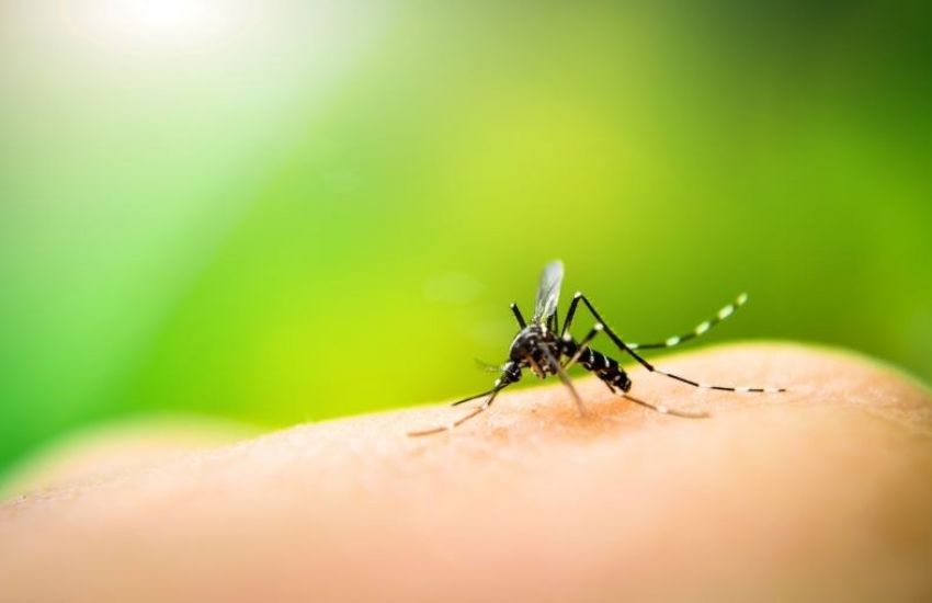 RS chega a 60 mortos por dengue em 2022 