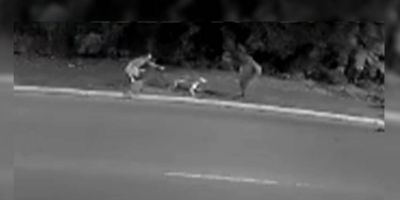 Cachorro é morto a tiros após tentar atacar assaltante em Canoas