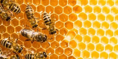 Inquérito do MP-RS resulta em mudança operacional do Corpo de Bombeiros em atendimentos a casos envolvendo abelhas
