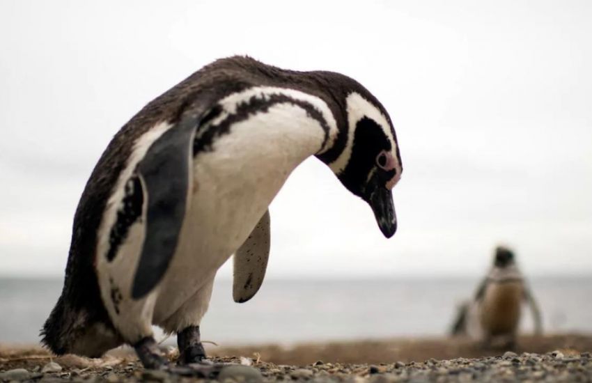Ciclone mata centenas de pinguins na costa do sul do Brasil  