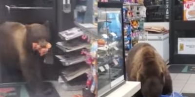 Urso invade loja e devora barras de chocolate nos EUA