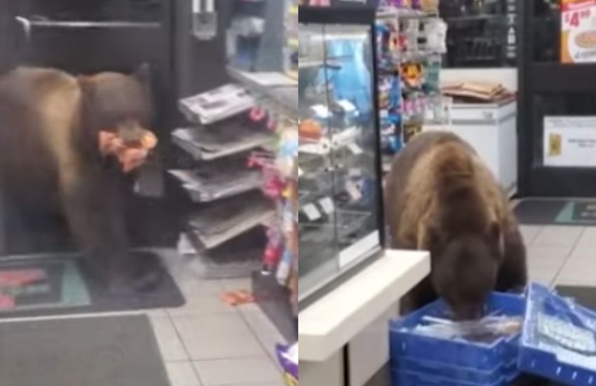 Urso invade loja e devora barras de chocolate nos EUA 