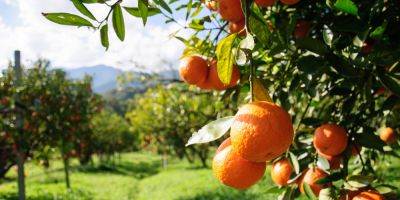 Conab promoverá incentivo de apoio à comercialização da laranja no Rio Grande do Sul