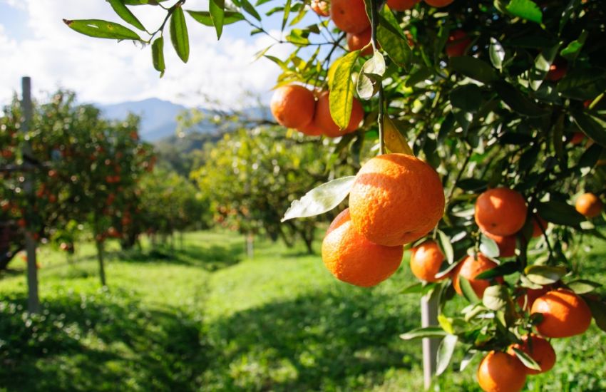 Conab promoverá incentivo de apoio à comercialização da laranja no Rio Grande do Sul 