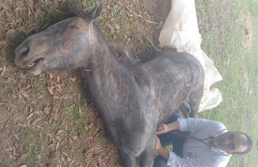Cavalo morre após suposta negligência de tutor em Camaquã  