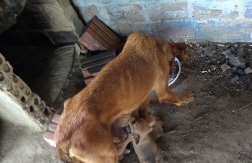 Cadela com oito filhotes é abandonada pela tutora em Camaquã 