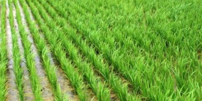 Semeadura de arroz no RS alcança quase 70% no Estado