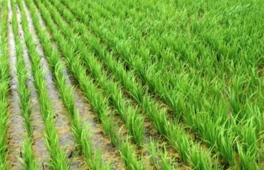 Semeadura de arroz no RS alcança quase 70% no Estado 