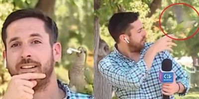 Papagaio 'furta' fone de ouvido de repórter ao vivo