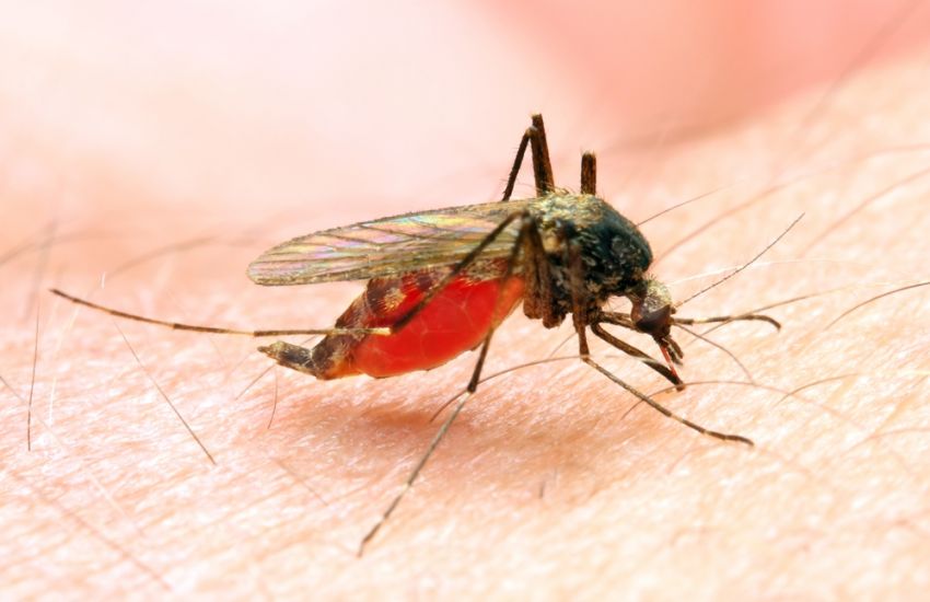 Caso importado de malária é identificado em São Leopoldo 