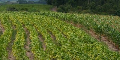 Abertura da colheita do tabaco será nesta terça-feira (6) em São Lourenço