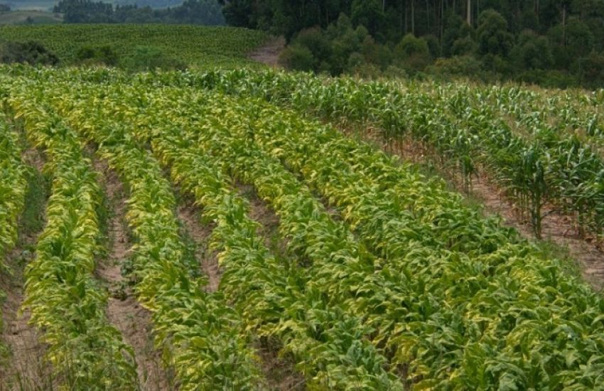 Abertura da colheita do tabaco será nesta terça-feira (6) em São Lourenço 