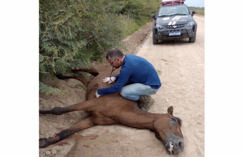 Cavalo com grave ferimento em uma das patas é sacrificado em Camaquã 