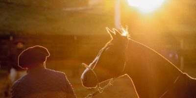 Rodeios mobilizam criação de cavalos crioulos no oeste catarinense