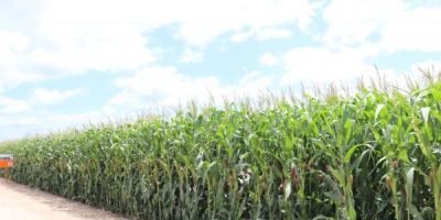 Painel sobre milho abre programação técnica da ExpoCamaquã 2023