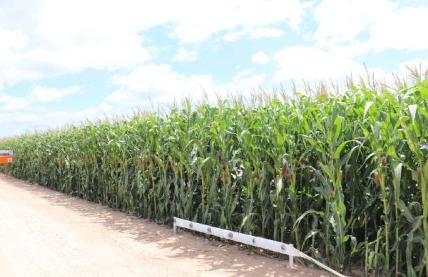 Painel sobre milho abre programação técnica da ExpoCamaquã 2023 
