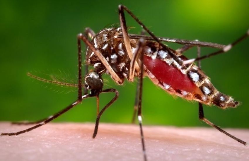 RS registra mais um óbito por dengue, totalizando 53 mortes em 2023 
