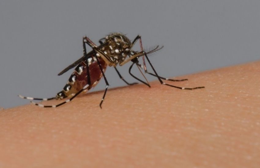RS confirma mais um óbito por dengue e chega a 54 mortes em 2023 