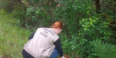 Macaco bugio é encontrado morto em Chuvisca