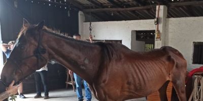 Cavalos são resgatados em situação de maus-tratos em São Lourenço do Sul