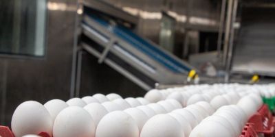 Exportações de ovos fecharam 2023 com crescimento de 168,1%