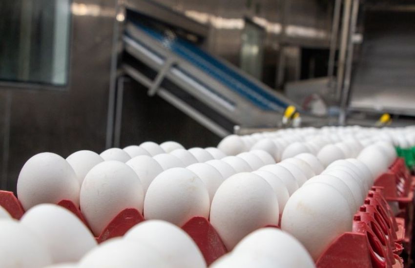 Exportações de ovos fecharam 2023 com crescimento de 168,1% 