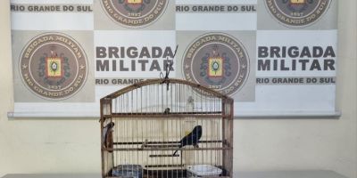 Brigada Militar resgata pássaro silvestre em Turuçu