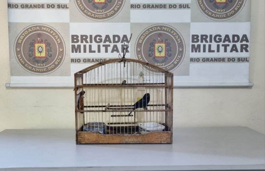 Brigada Militar resgata pássaro silvestre em Turuçu 