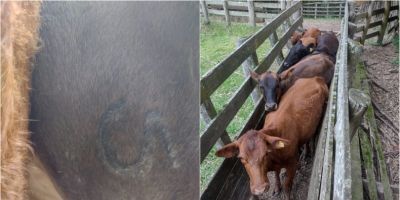 Vistoria em propriedade rural de Camaquã encontra gado sem procedência e polícia busca por dono