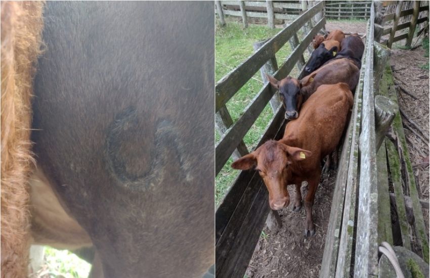 Vistoria em propriedade rural de Camaquã encontra gado sem procedência e polícia busca por dono 
